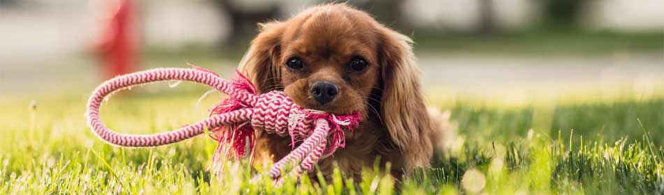 Pet sitters, dog walkers in the Willow Grove, Montgomery County PA area